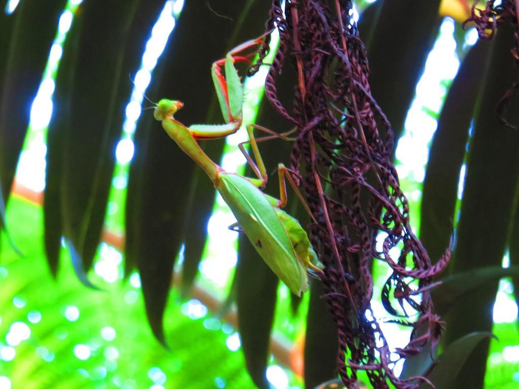Daintree Rainforest Retreat Motel Exterior foto