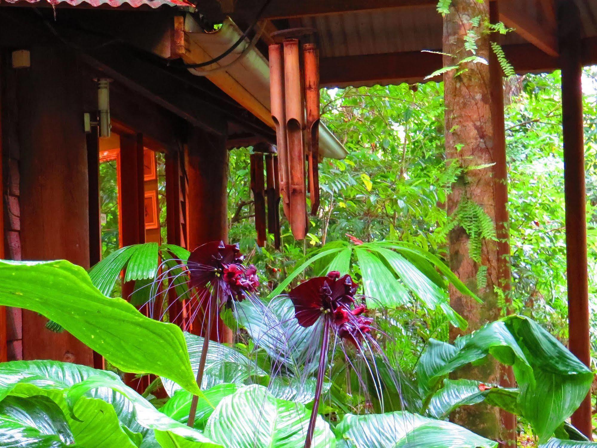 Daintree Rainforest Retreat Motel Exterior foto